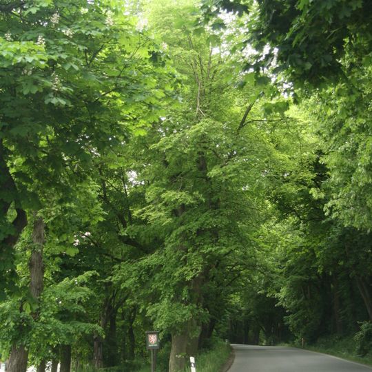 Stromořadí u Bažantnice