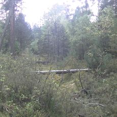 Losí blato u Mirochova