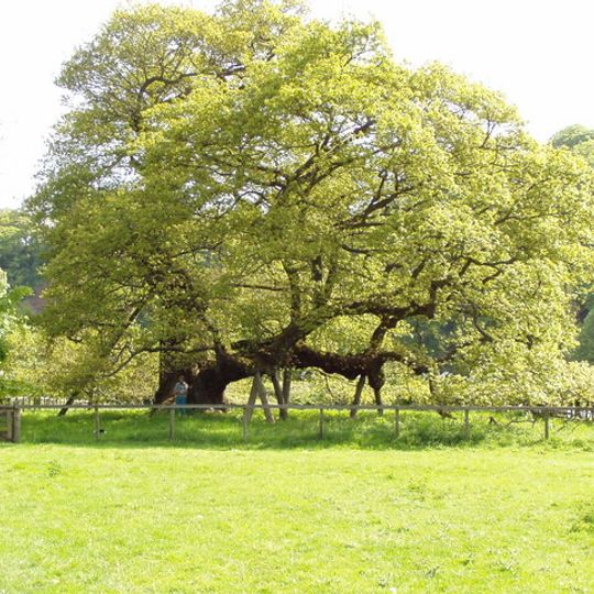 Capon Oak Tree