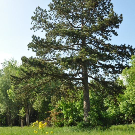 Naturdenkmal Schwarz-Kiefer in Rüdersdorf