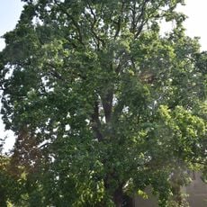 Naturdenkmal Stiel-Eiche zwischen den Grundstücken Berliner Str. 18 und 20 auf öffentlichen Land in Seefeld