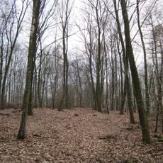 Stiftswald St. Arnual