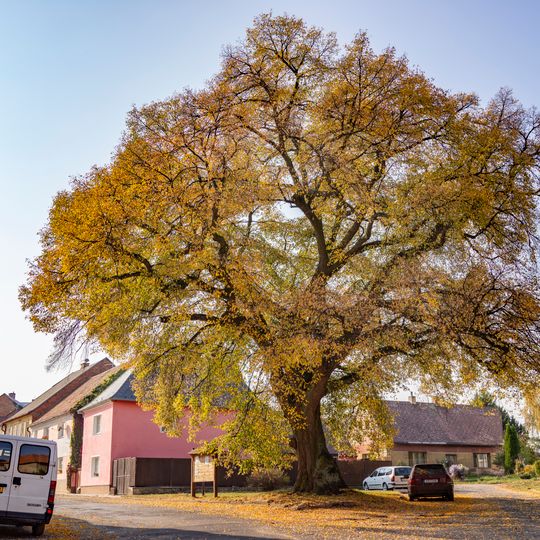 Mšenská lípa 1