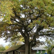 Kuokščio ąžuolas