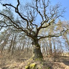 Huteeichen Nienze-Driesch Standort 2