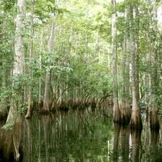 Tosohatchee Wildlife Management Area