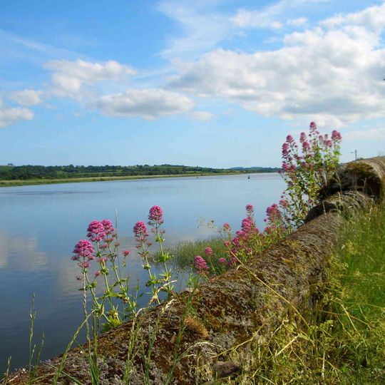 Suir