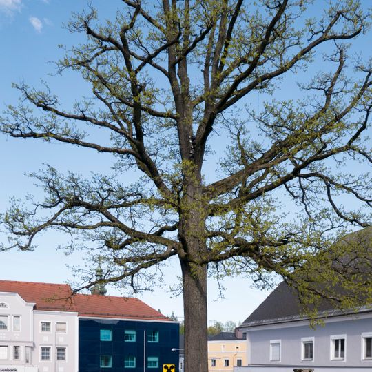 Kaisereiche in Peuerbach