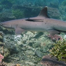 Tubbataha Reef