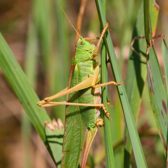 Neu-Lindsey Nature Reserve