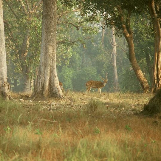 Kanha National Park
