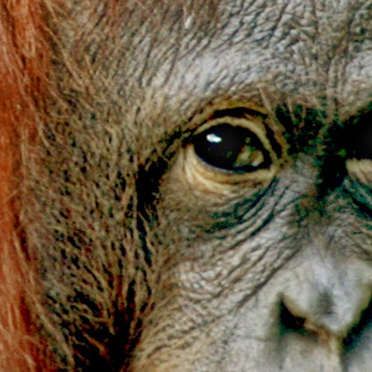 Borneo