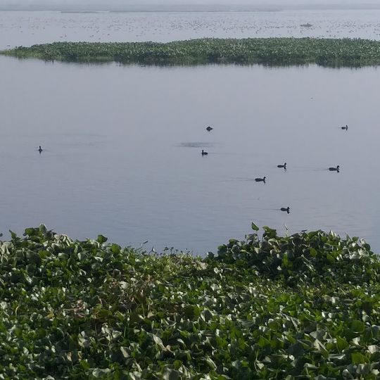 Harike Bird sanctuary