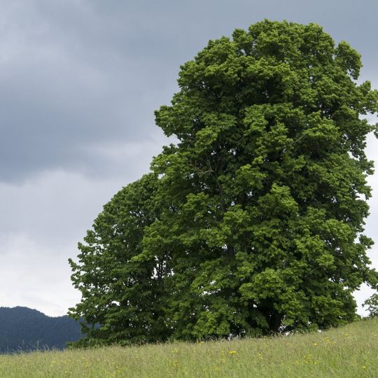 Gerichtslinde am Burggraben