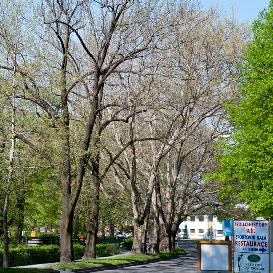 Platanová alej u zámku