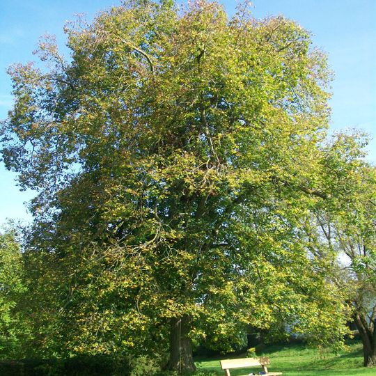 1 Linde "Kreutzerlinde"