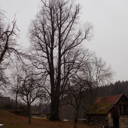Lípa pod penzionem v Jiřičné