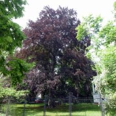 Blut-Buche Wallotstraße Ecke Koenigsallee