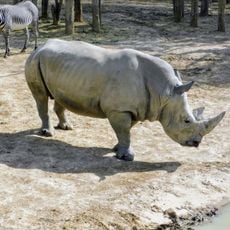 Enclos des rhinocéros blancs