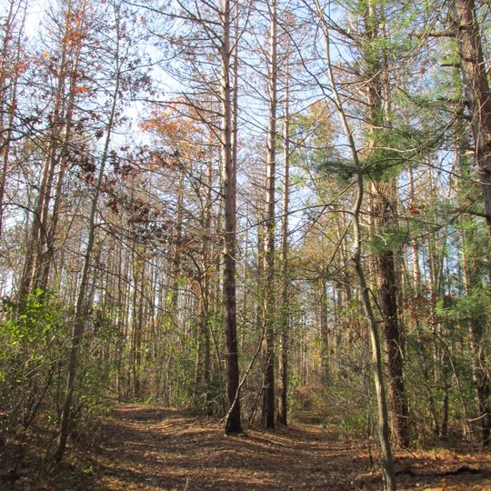 Shawme-Crowell State Forest