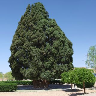 Cypress of Abarkuh