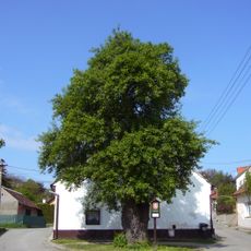 Hrušeň v Předklášteří