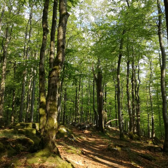 Buchberg-Gipfel SW von Reicholdsgrün