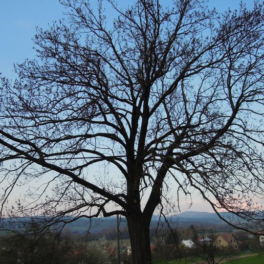 Střítežský jasan Na Příčnici