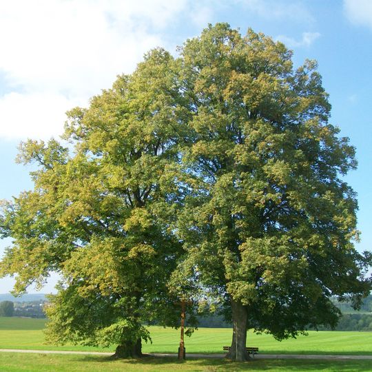 2 Linden im Stellegrund