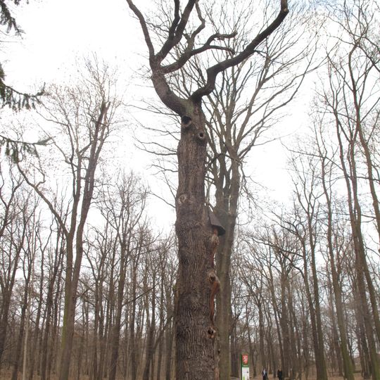 Dub letní u hájovny v Čimickém háji