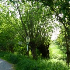 Läusebusch im Nöthnitzgrund