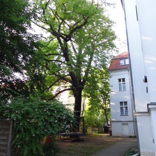 Balkan-Rosskastanie Eginhardstraße 4