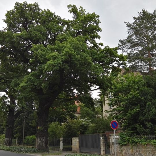 Naturdenkmal Stieleichen Hüblerstrasse Dresden