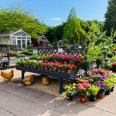 Whisby Garden Centre