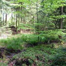 Steinbruchtümpel im Eulenbuck