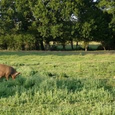 Knepp Wildland