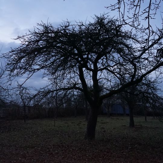 1 Mostbirne Baiersgründlein