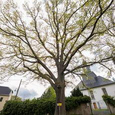 Luther Eiche Kirchbach