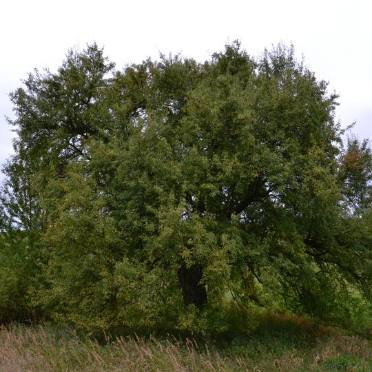 Jenišovická hrušeň