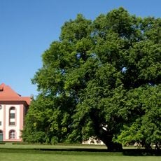 Winterlinde im Schlosshof