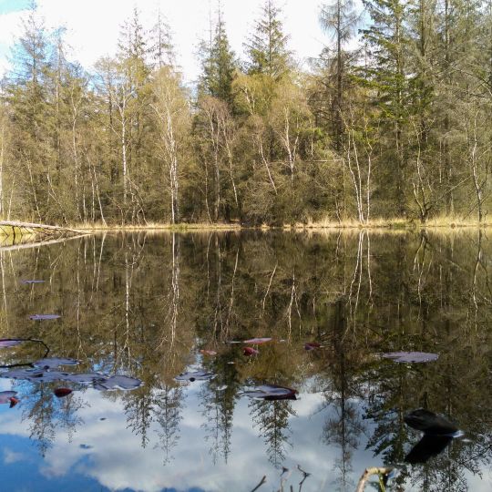 Moorweiher im Staatsforst Drelsdorf