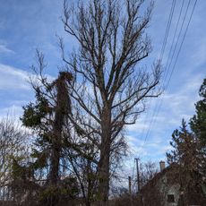 Topol u Korycanského potoka