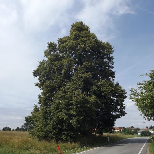 Lípa u Sosny