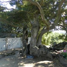 Lone Tree Cemetery