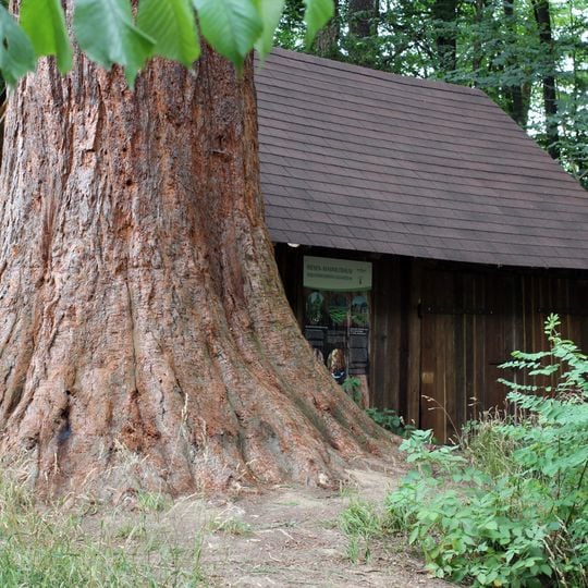 Wellingtonie am Betzenberg