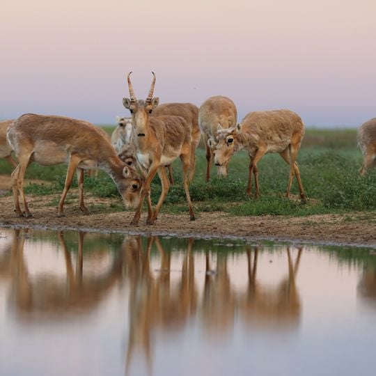 Stepnoi Nature Sanctuary