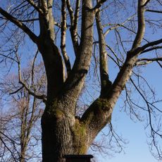 Jasan v Rybářské ulici