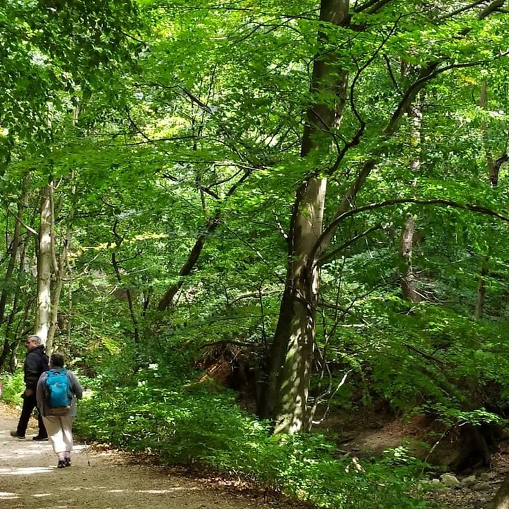 Cuha-völgyi pihenőpark és erdei tanösvény