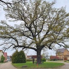Quercus in Biesen