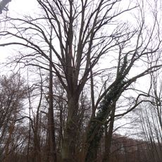 Stieleiche im Kloster Lehnin